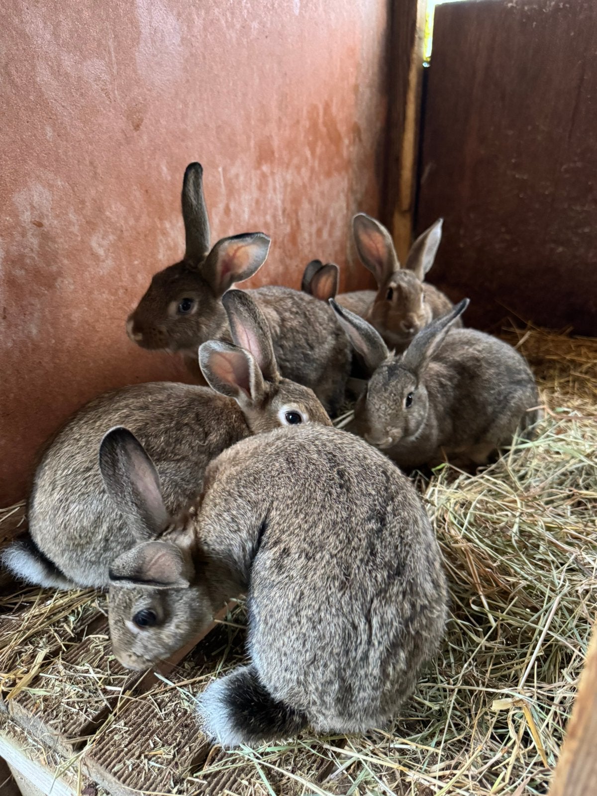 6 konijnen te koop, Dieren en Toebehoren, Meerdere dieren, Klein, 0 tot 2 jaar