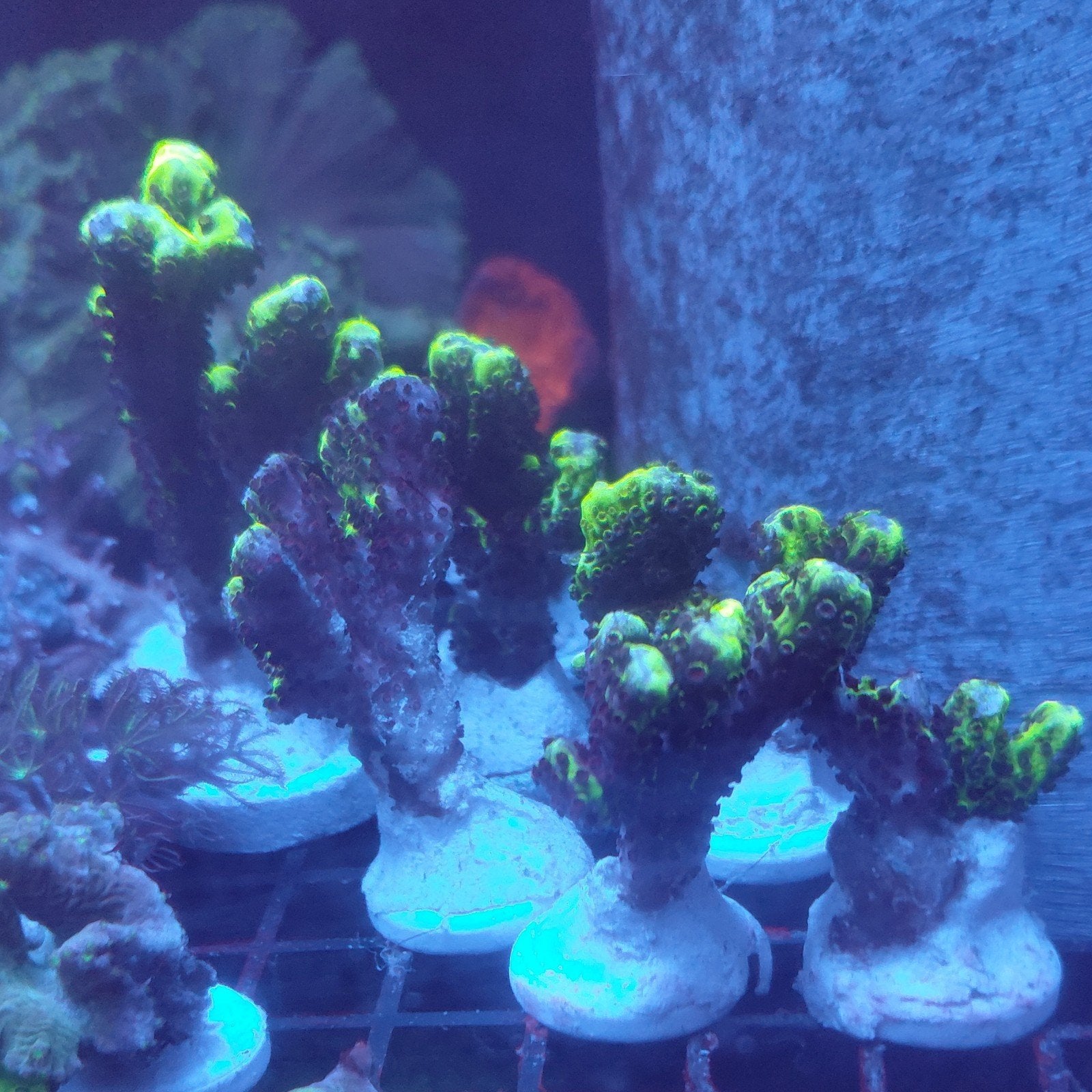montipora neon spongodes koraal