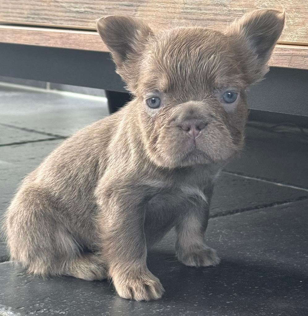 Fluffy isabella new shade tan franse bulldog pup teefje, Dieren en Toebehoren, België, Fokker | Hobbymatig, 8 tot 15 weken, Teef