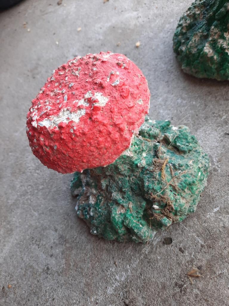 Champignon, Enlèvement ou Envoi