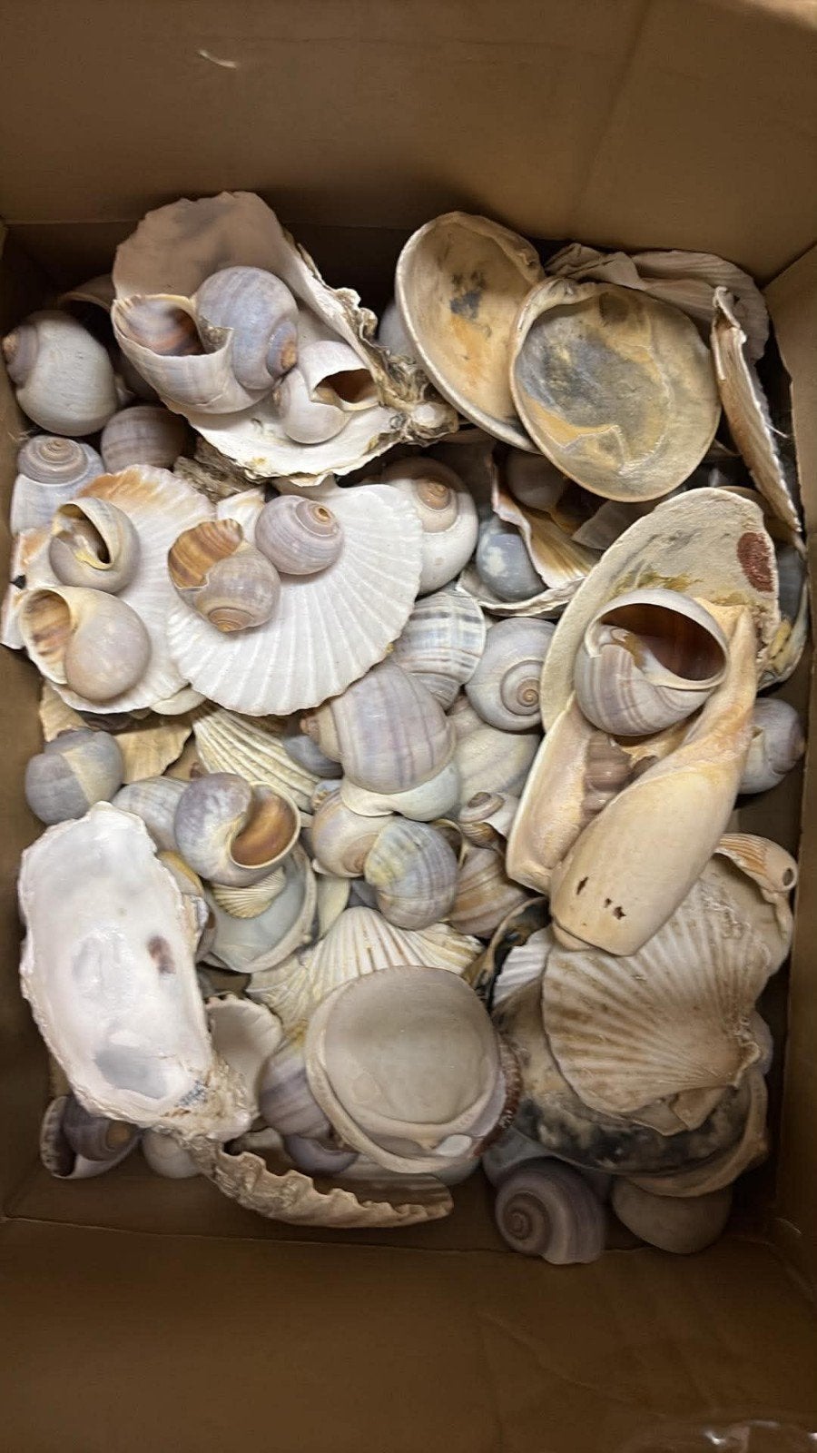 Decoratie schelpjes, Antiquités & Art, Antiquités | Services (vaisselle) complet, Enlèvement