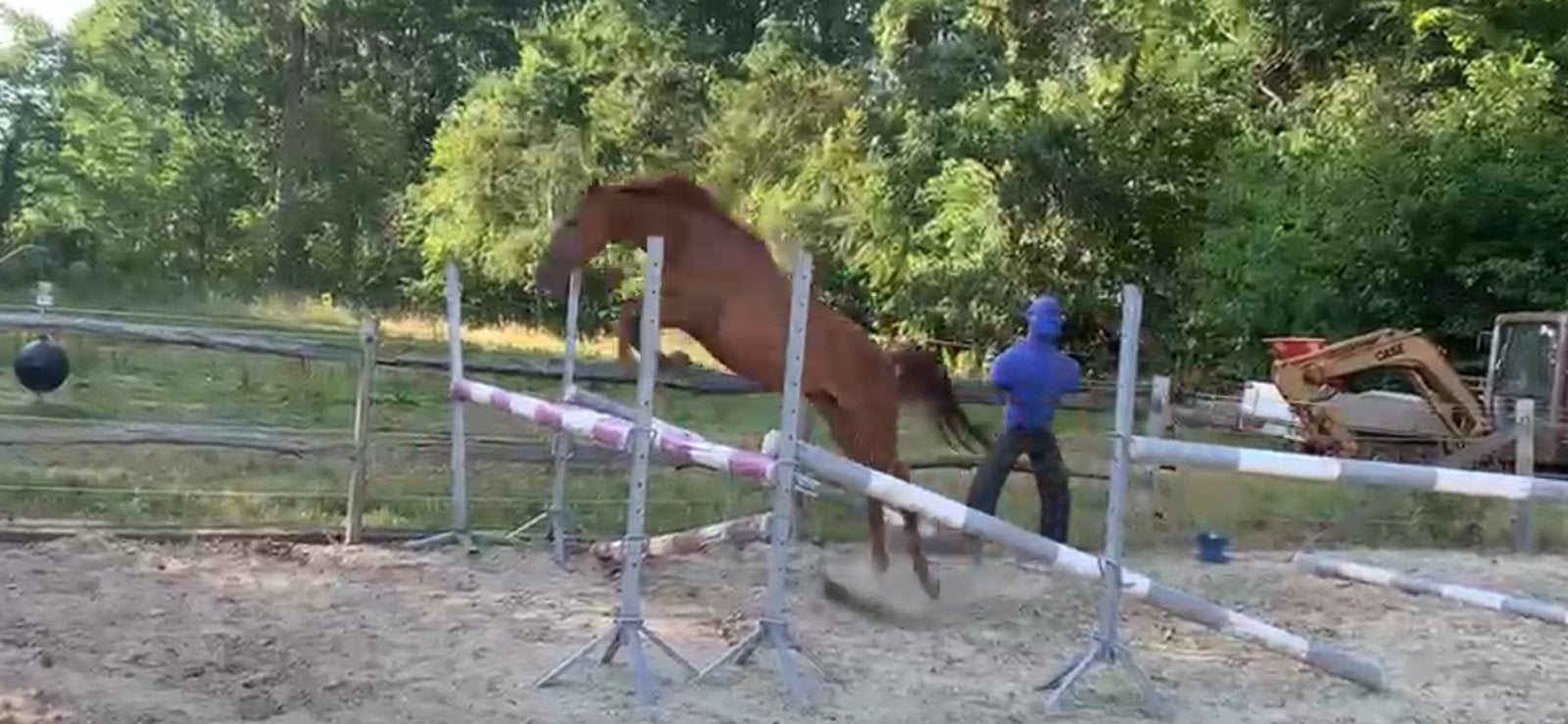 2 jarige D-pony merrie uit Orchid’s lijn., Jument, Non dressé, Avec pedigree, 0 à 2 ans