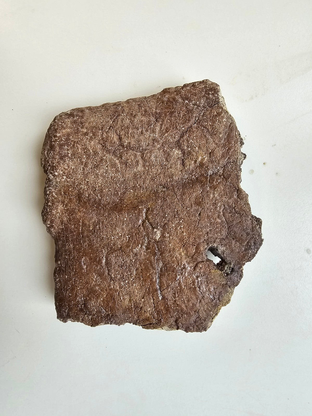 Volant en tricératops avec trou à morsure Trex., Enlèvement ou Envoi, Fossile
