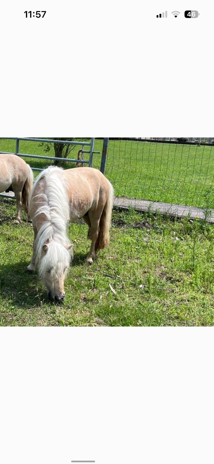 Beleerde Knappe en enorm lieve Palomino, A pony (tot 1.17m), 3 tot 6 jaar, Gechipt, Recreatiepony