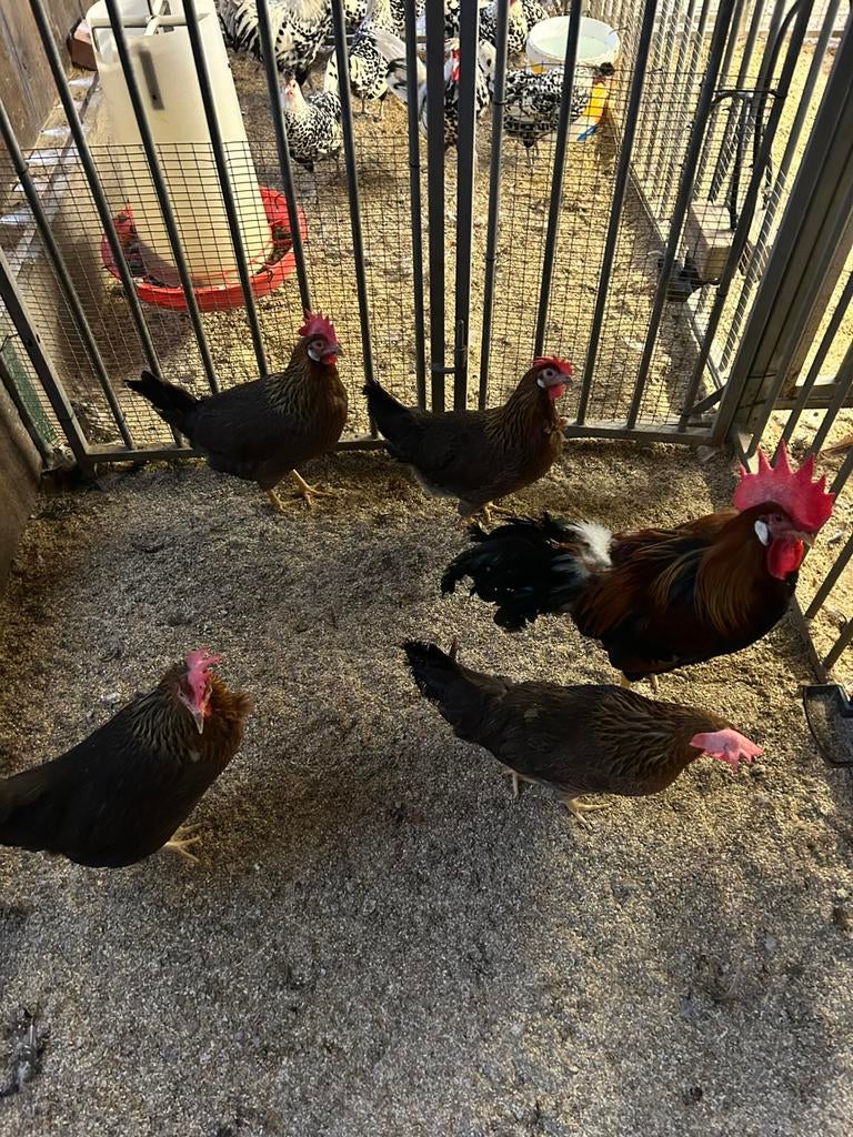 Leghorn goudpatrijs, Dieren en Toebehoren, Pluimvee