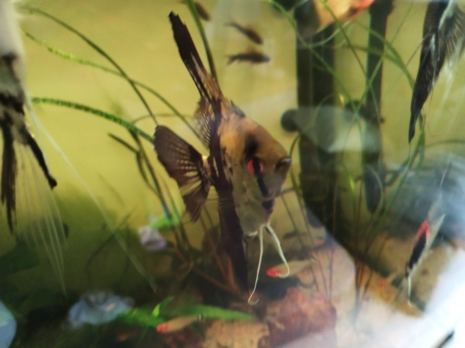 maanvissen bestand 7 stuks, Animaux & Accessoires, Poissons | Poissons d'aquarium, Poisson, Poisson d'eau douce, Banc de poissons