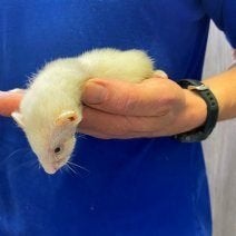 Furet à vendre, Juin, Plusieurs animaux