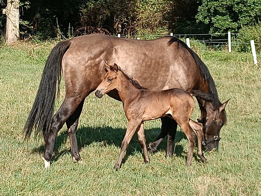 Prachtige Quarter merrie, Avec pedigree, Moins de 160 cm, Cheval western, Non dressé