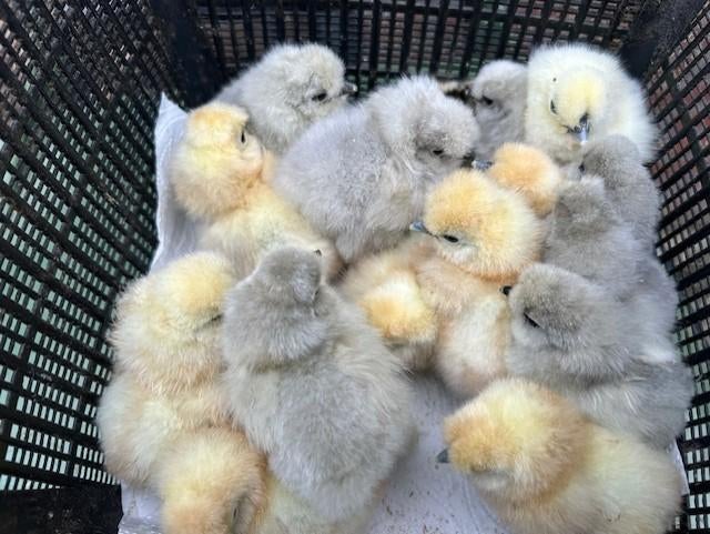 Kuikens gebaarde zijdehoen Parelgrijs en Wit, Dieren en Toebehoren, Pluimvee, Kip, Geslacht onbekend