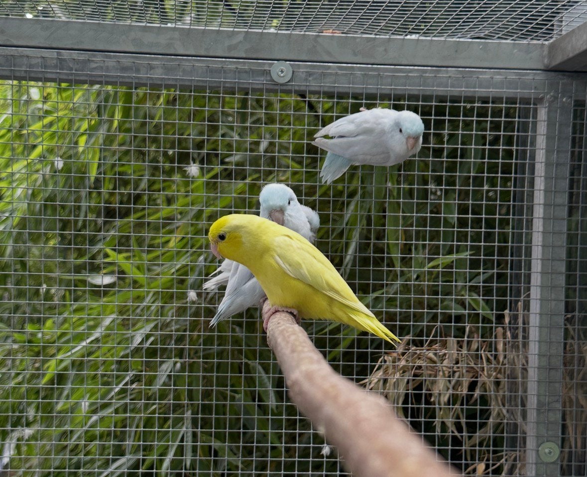 Forpus coelestis yellam, Animaux & Accessoires, Plusieurs animaux, Perroquet nain ou Inséparable, Bagué