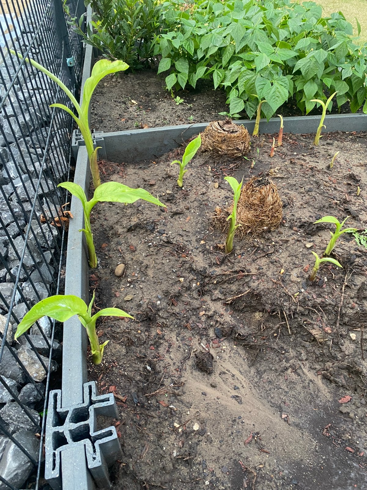 Jonge bananen planten 3 stuks voor 10 euro, Tuin en Terras, Ophalen
