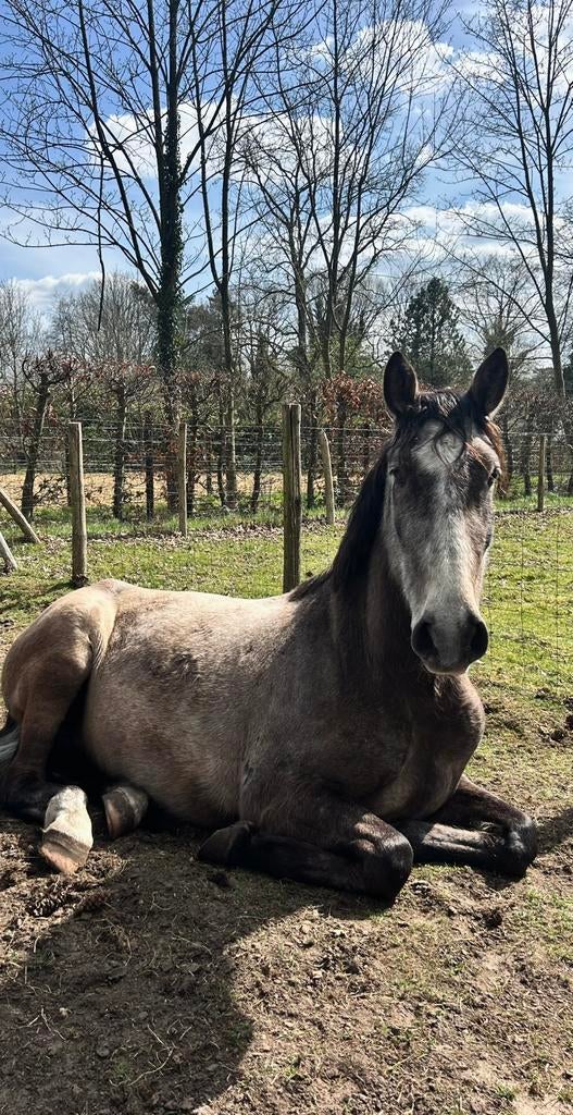 Spaanse ruin, Dieren en Toebehoren, Paarden, Ruin, Zadelmak, 160 tot 165 cm, 3 tot 6 jaar, Recreatiepaard, Gechipt, Ontwormd, Ingeënt