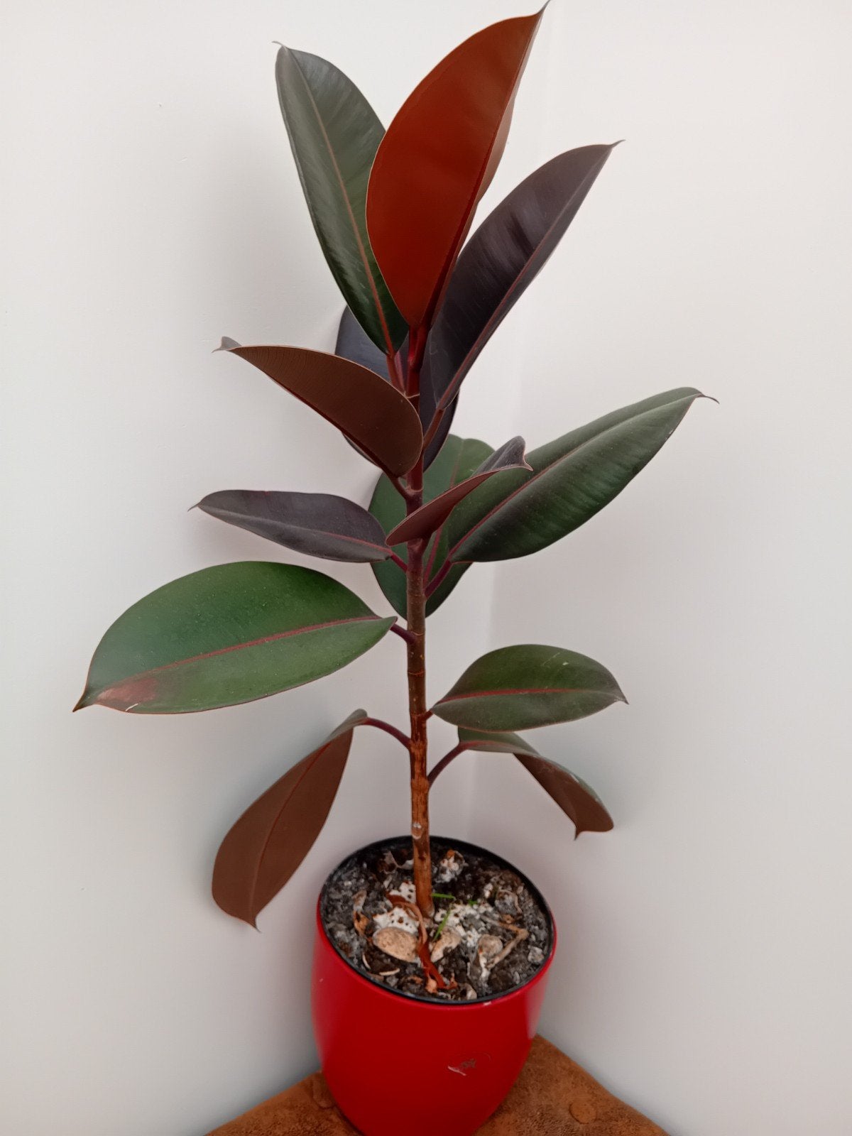 Ficus Elastica, Ophalen