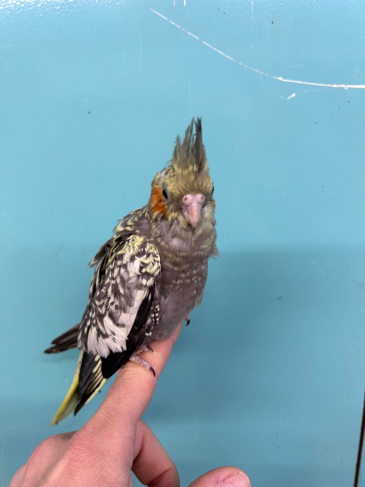 Tamme valkparkieten met grote kuif, Plusieurs animaux, Perruche, Parleur