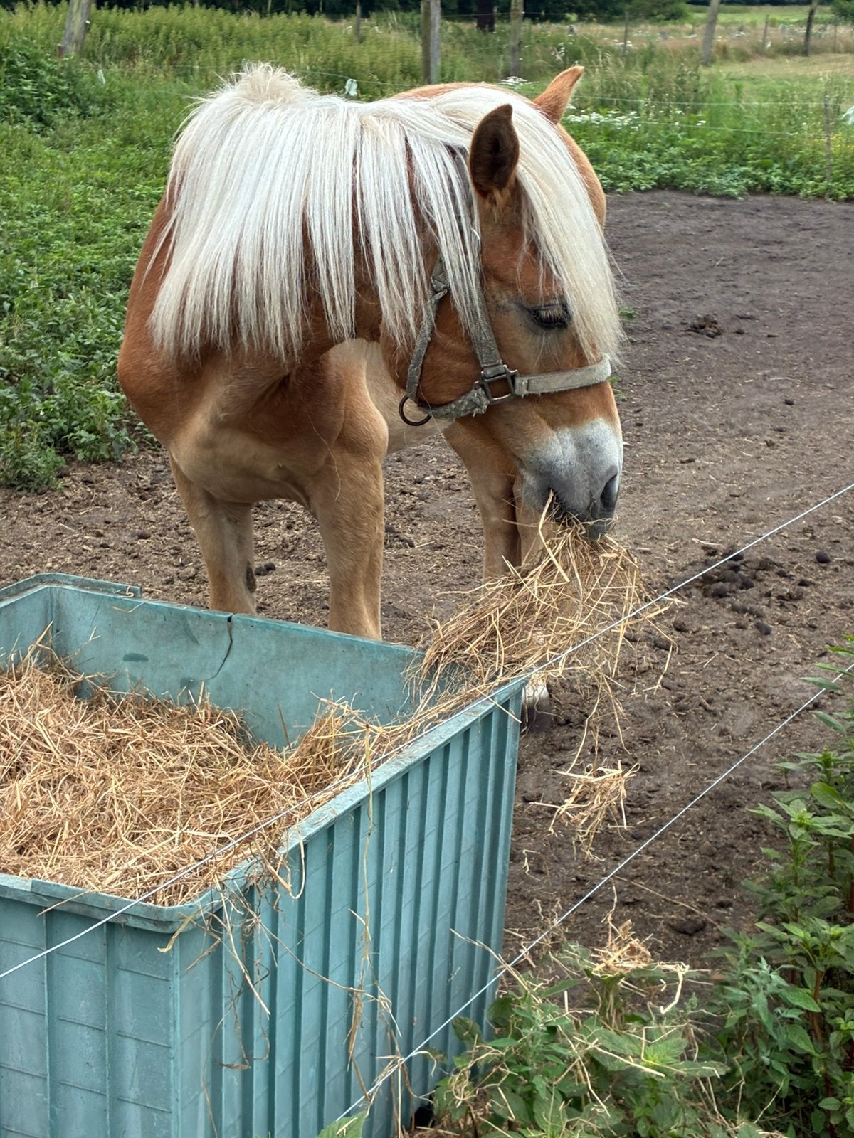Veulen haflinger, Animaux & Accessoires, Vermifugé, Poney de récréation, Poney D (1.37 m à 1.48m), Étalon