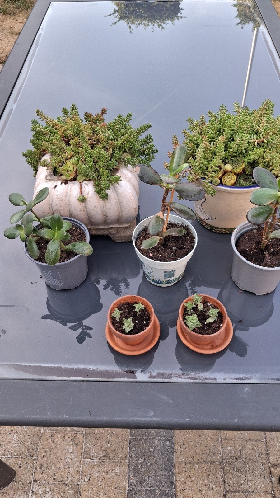 vetplantjes, Tuin en Terras, Ophalen