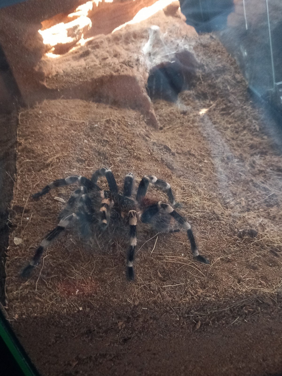 Goede huis voor u reptielen of insecten., Dieren en Toebehoren