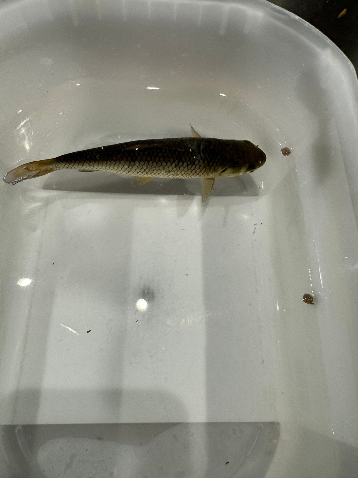 Graskarper gratis, Dieren en Toebehoren, Vis
