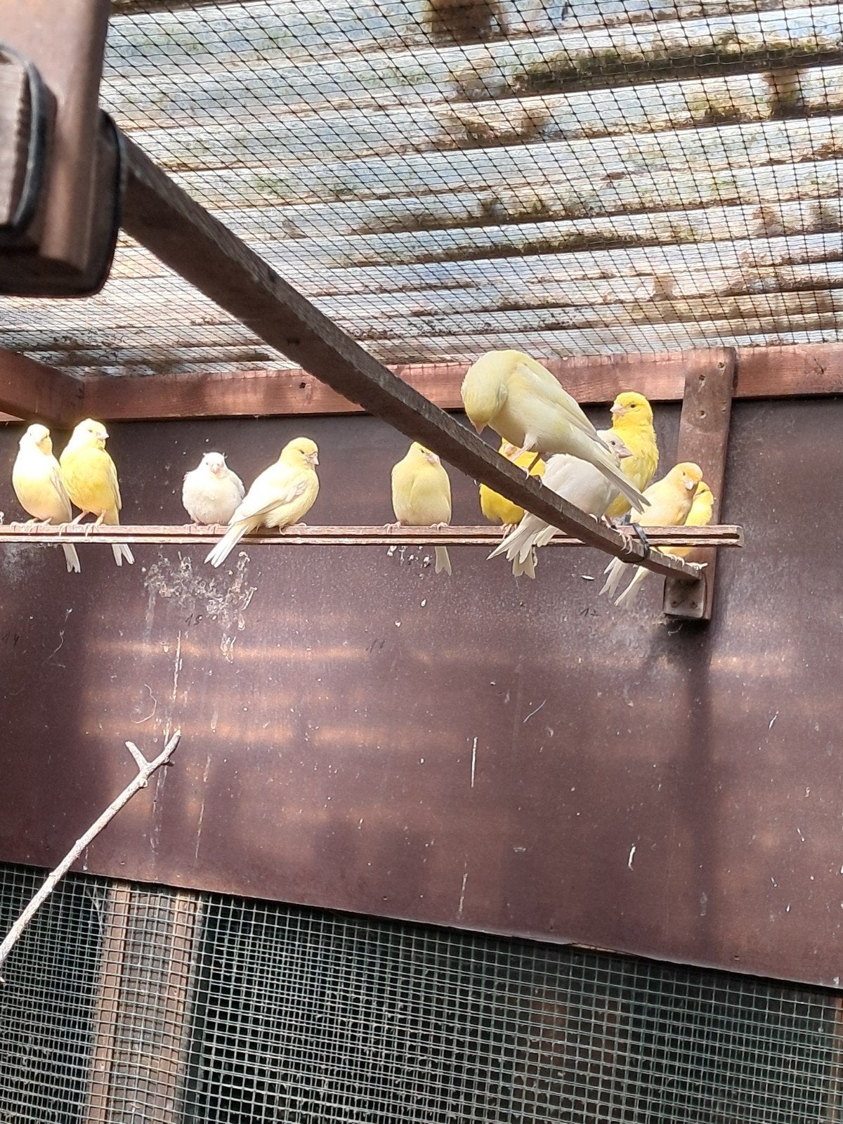 kanarie´s geel, Dieren en Toebehoren