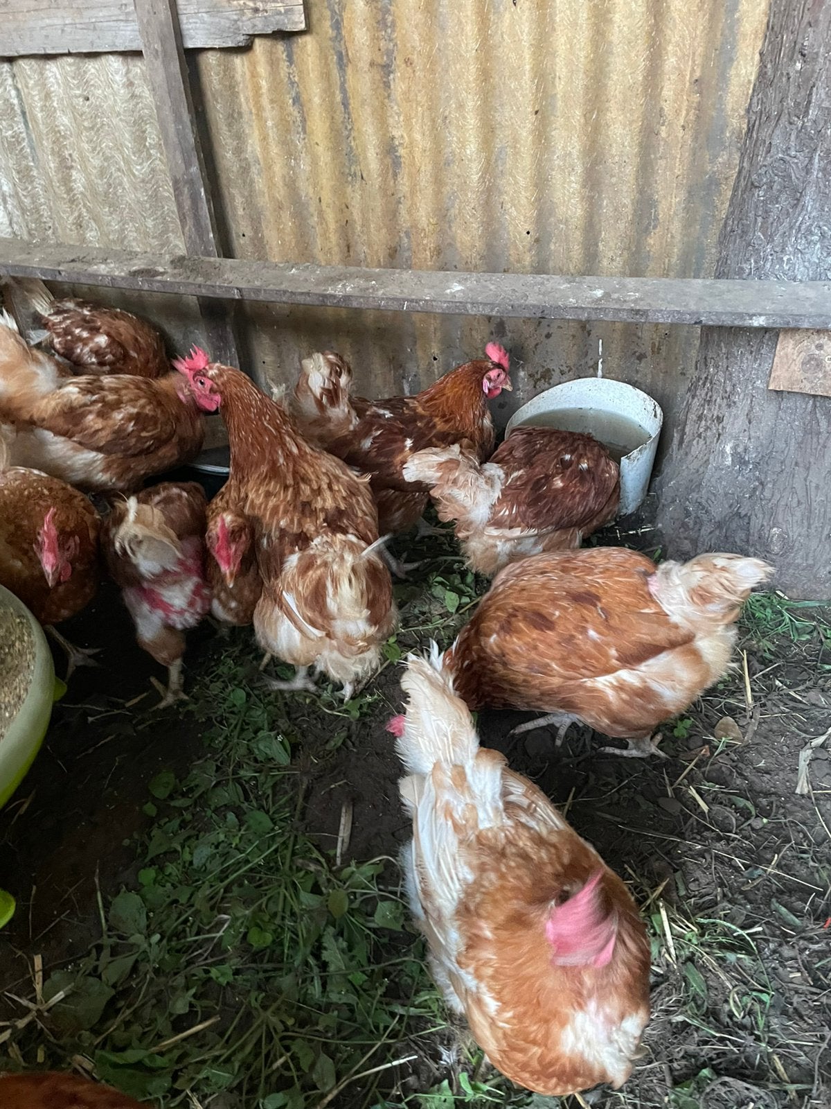 Legkippen te koop, Dieren en Toebehoren, Vrouwelijk, Kip