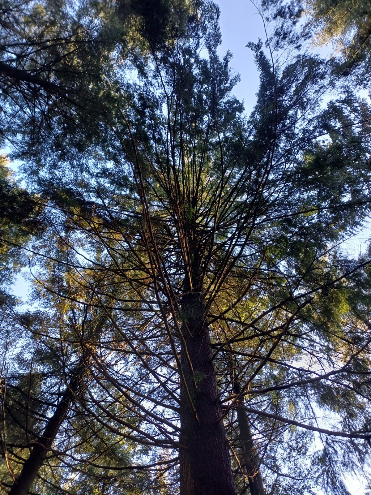 Vos jardins, Enlèvement ou Envoi