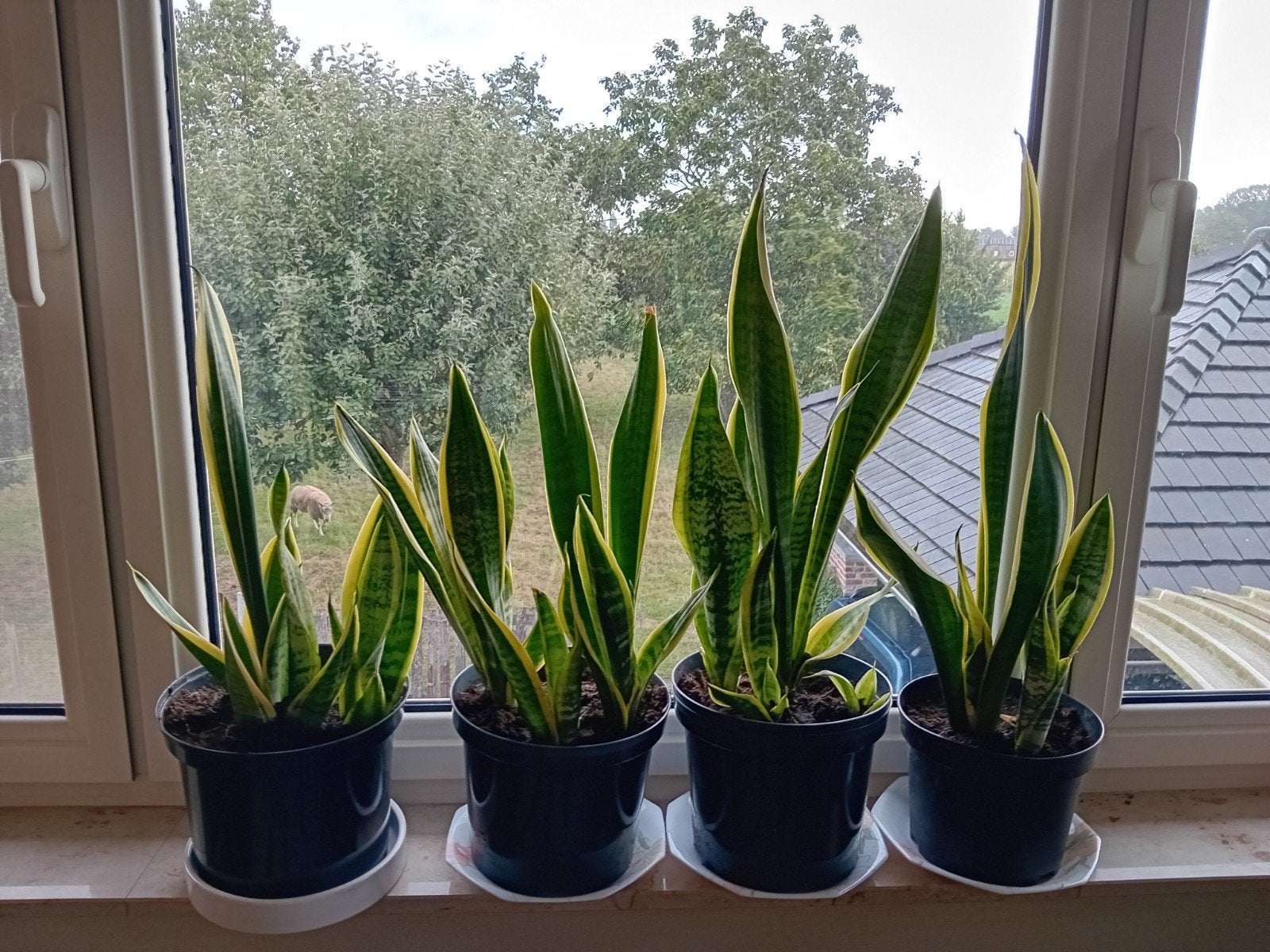sanseveria, Ophalen