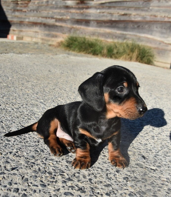 Prachtige Black and Tan Teckel pupjes, Dieren en Toebehoren, België, Reu, CDV (hondenziekte), 8 tot 15 weken