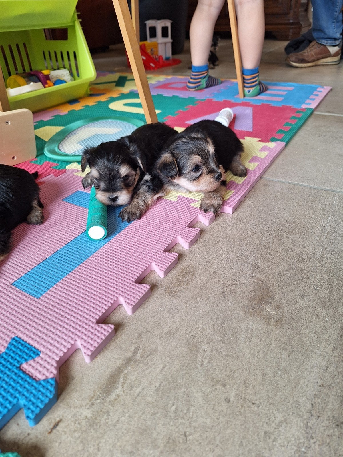Yorkshire x maltezer pups, Dieren en Toebehoren, Honden | Jack Russells en Terriërs, Parvo, België, Overige rassen, 8 tot 15 weken