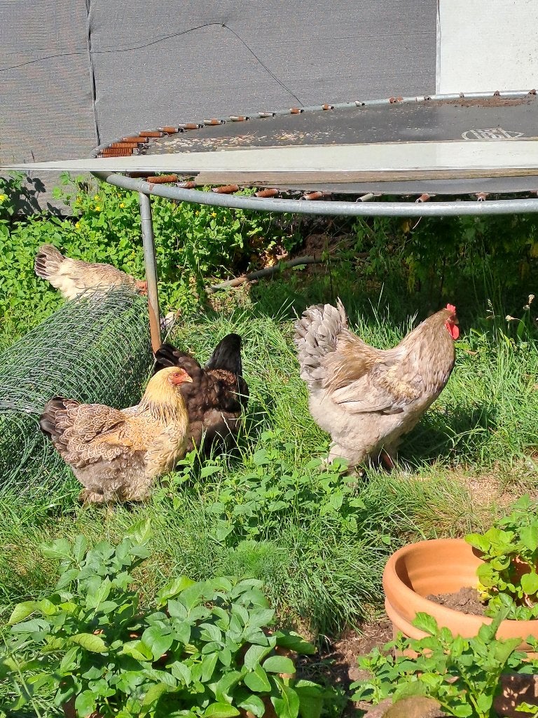 Brahma haan en kippen