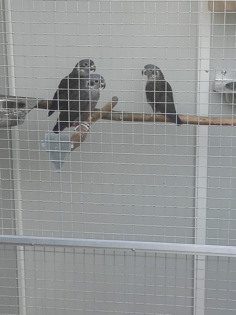 === Gezocht ===, Animaux & Accessoires, Oiseaux | Perruches & Perroquets, Perroquet, Plusieurs animaux, Bagué