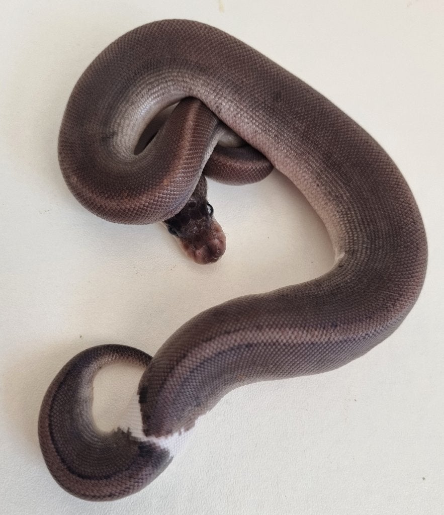 0.1 8 ball ( spotnose gravel clown ) koningspython Ball Python - female for sale from Mex