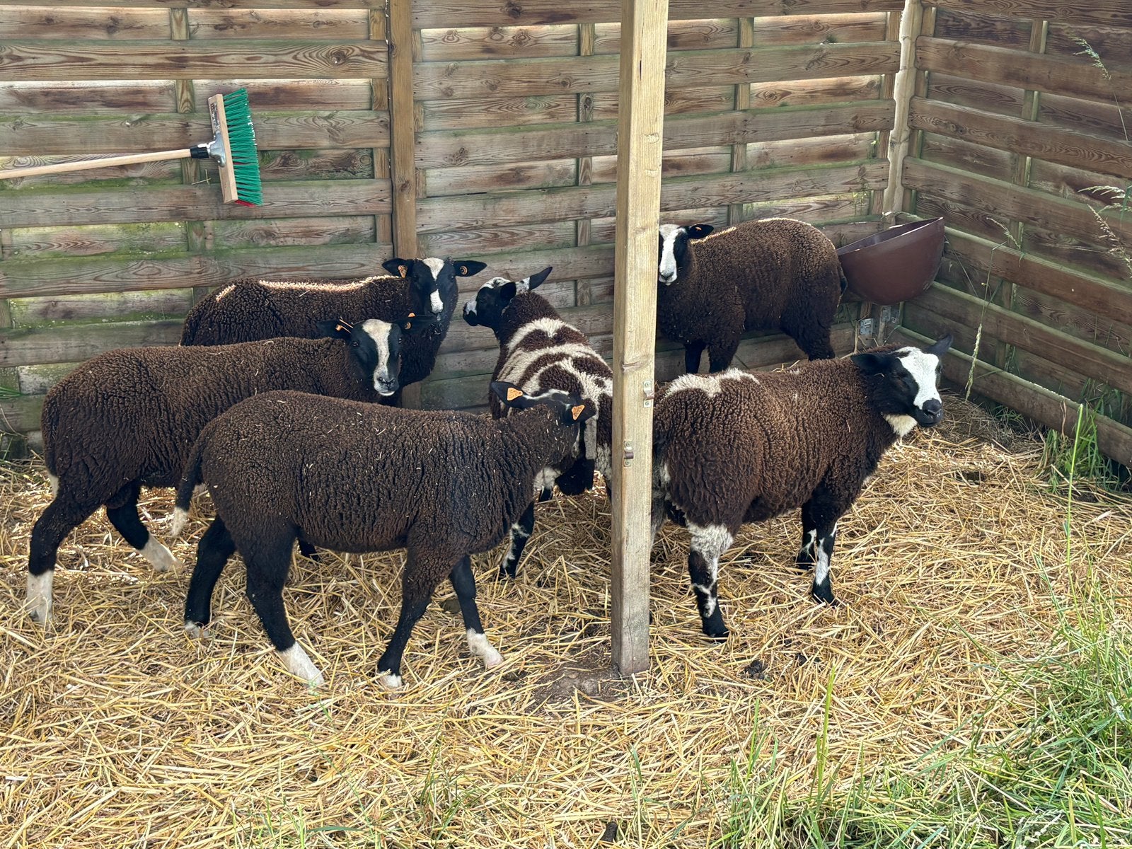 5 ram Lammers, Dieren en Toebehoren, Mannelijk, Schaap
