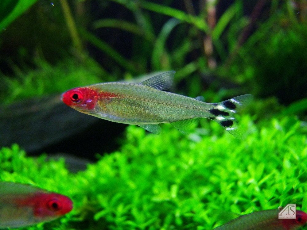 Saumon à tête rouge - Hemigrammus Rhodostomus, Animaux & Accessoires, Poisson, Poisson d'eau douce, Banc de poissons