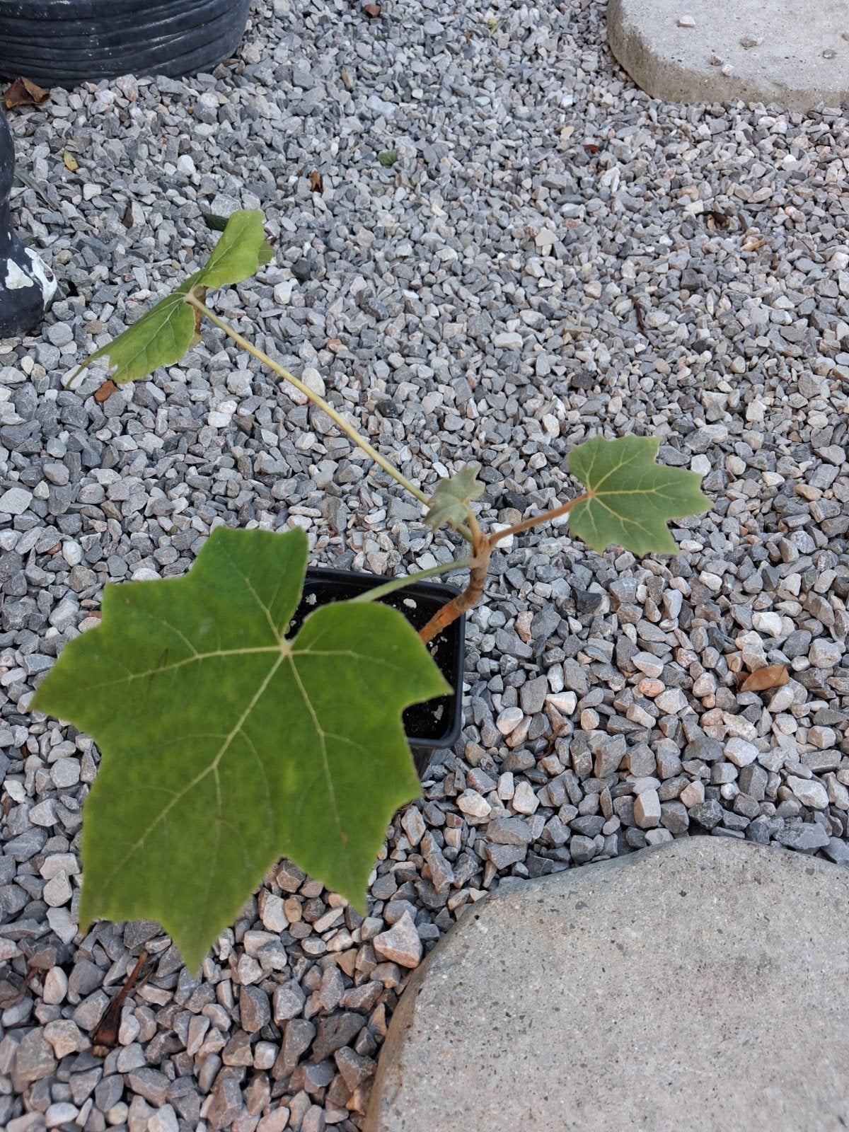 papierplant, Tuin en Terras, Ophalen of Verzenden
