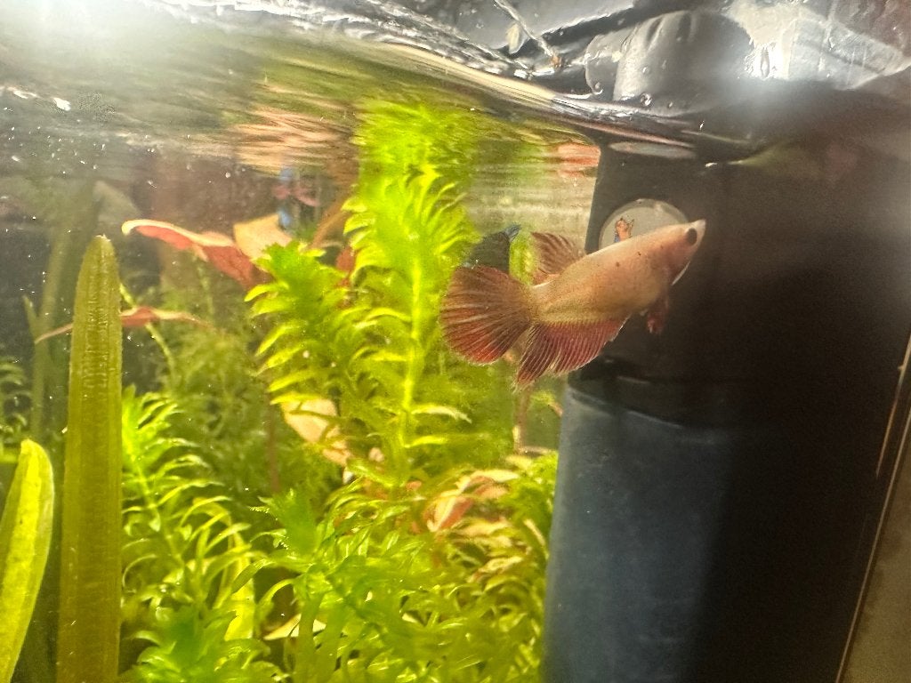 Betta sp. Plakat – 4 dames zoeken een nieuw thuis, Dieren en Toebehoren, Vis, Zoetwatervis