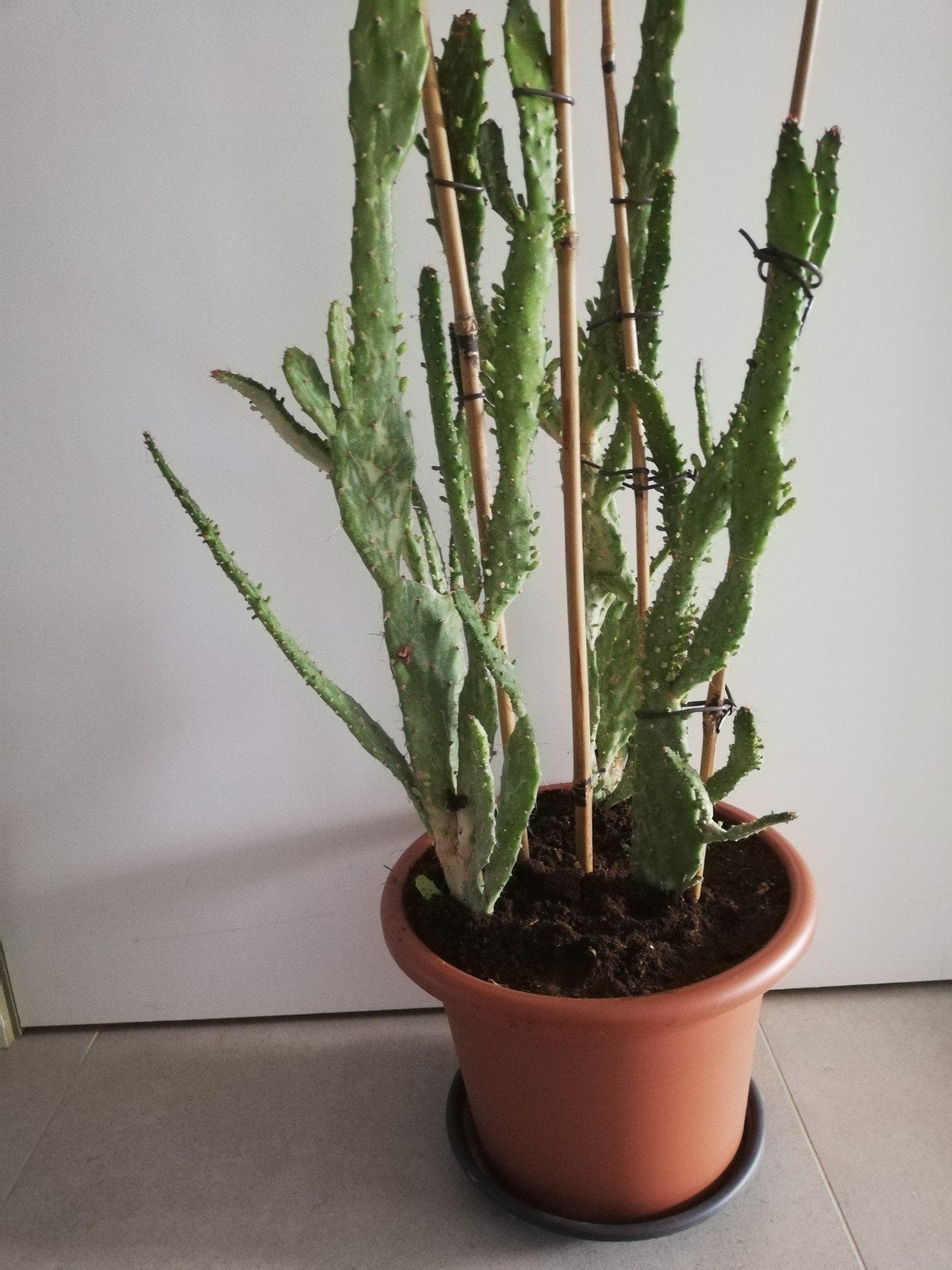 kamerplant cactus, Opuntia Monacantha, Enlèvement, Cactus