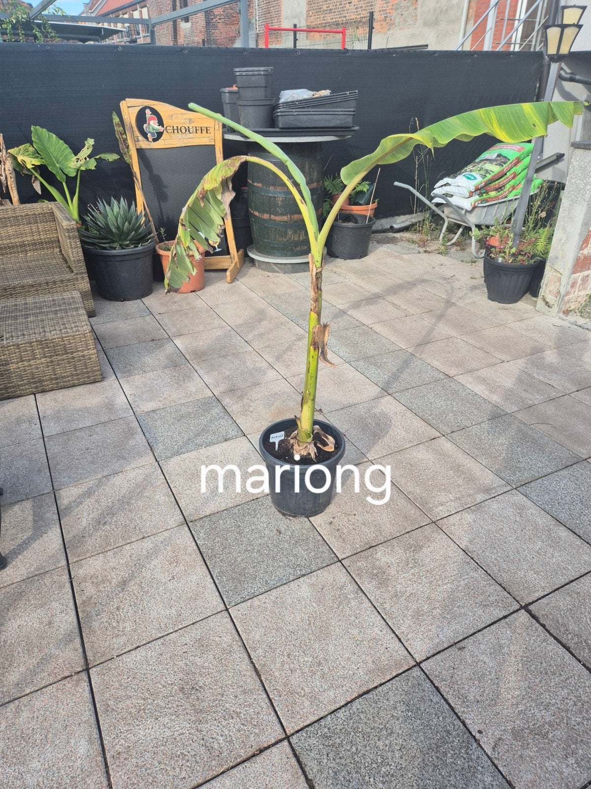 Musa mariong variagated, Jardin & Terrasse, Enlèvement