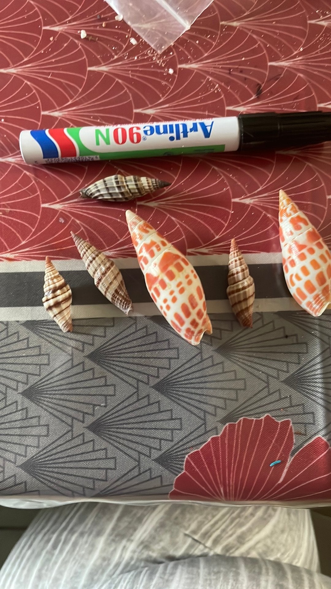 Coquillages, Enlèvement ou Envoi, Coquillage(s)