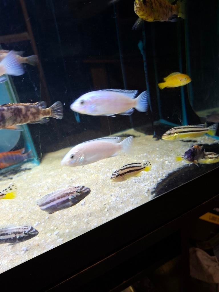 Cichlides malawi labidochromis nhkata