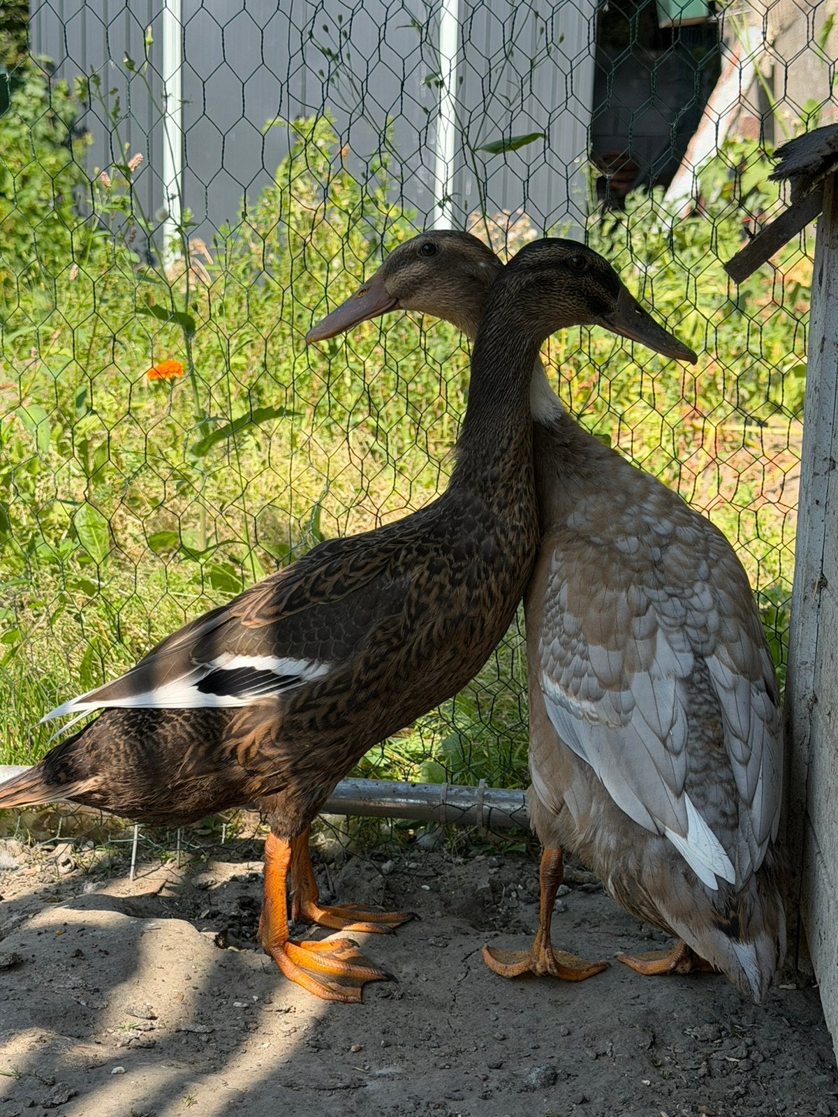Cage poule, Animaux & Accessoires, Enlèvement
