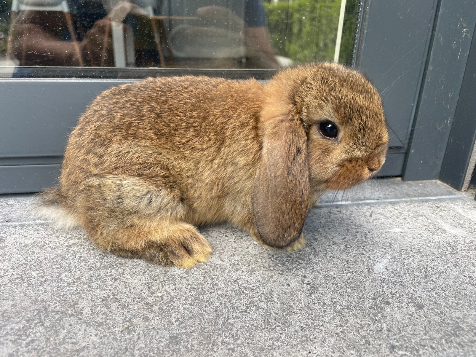 Minilop konijntje, Animaux & Accessoires, Lapins