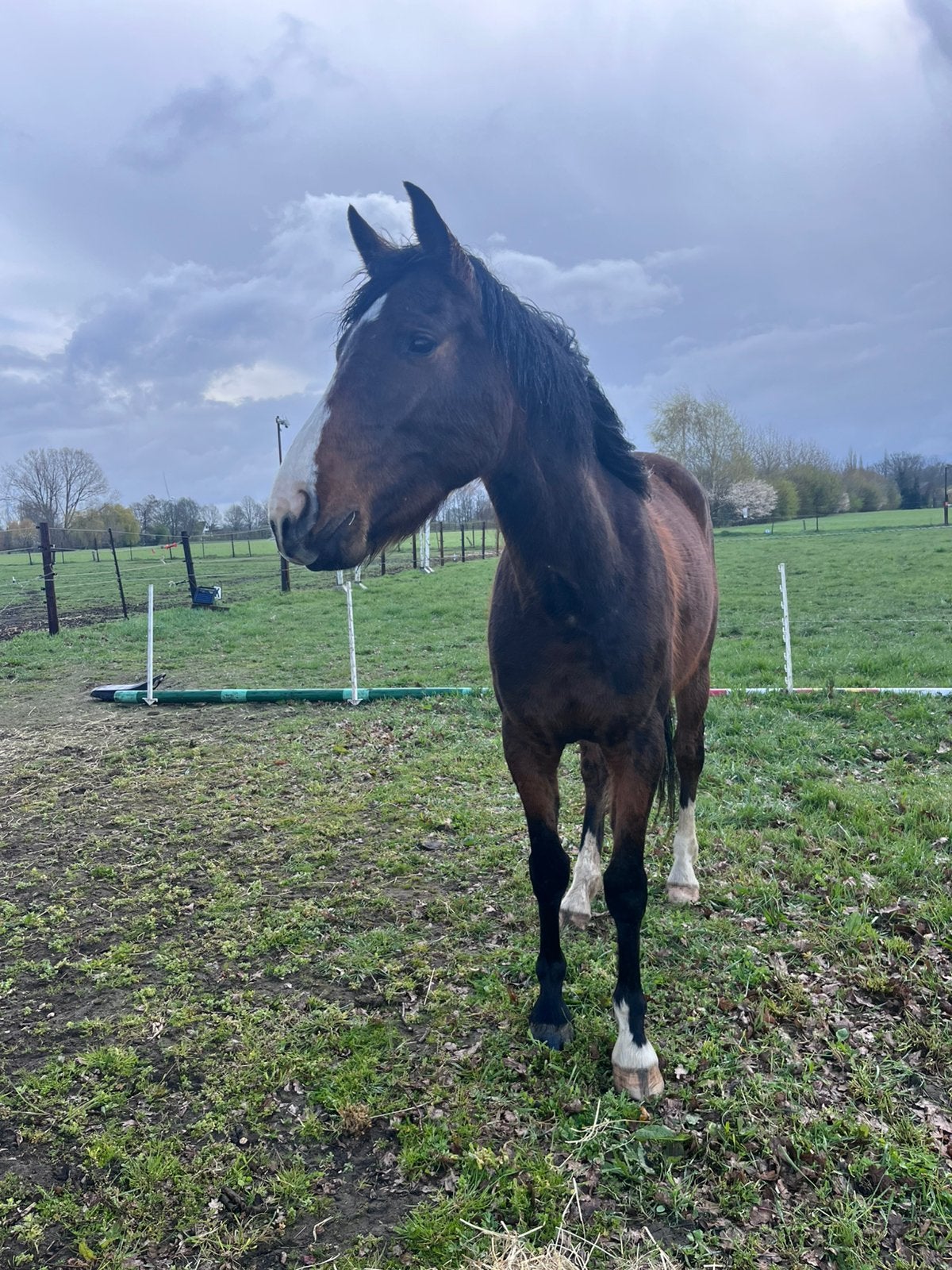 3 jarige merrie te koop, Jument