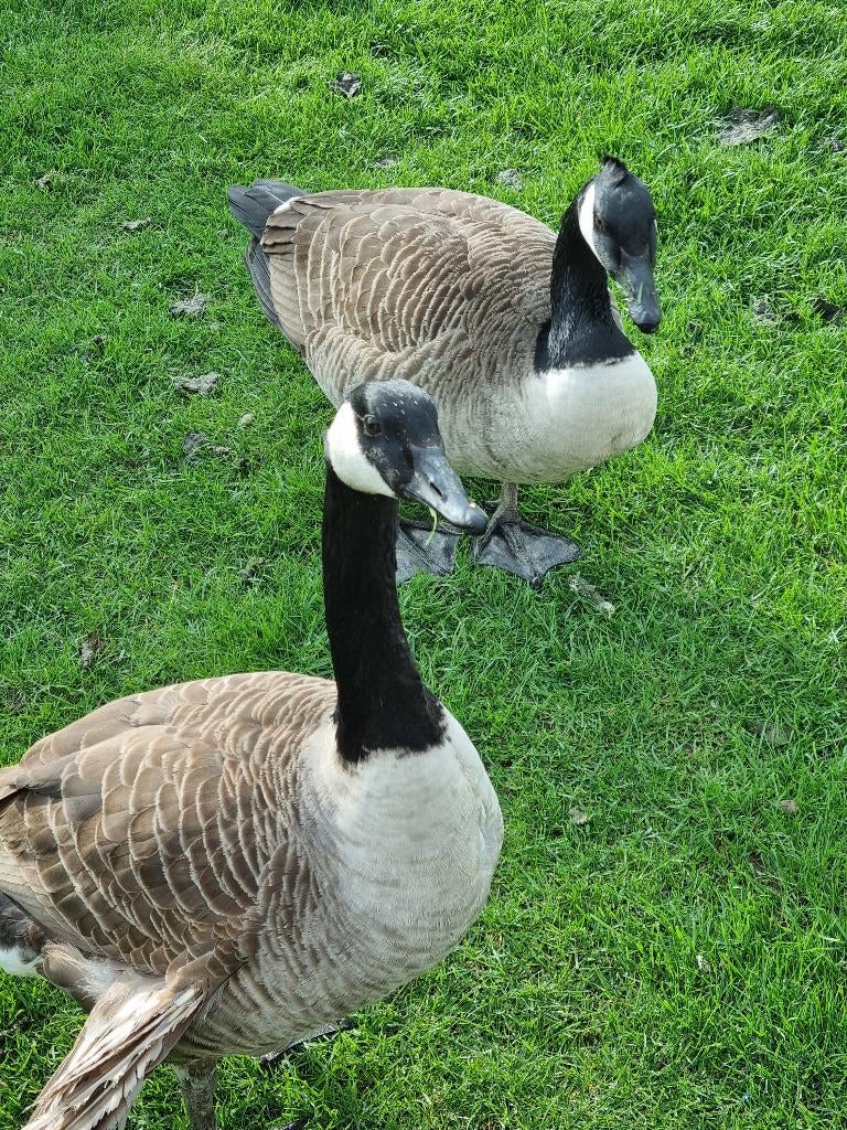 canadese ganzen, Dieren en Toebehoren, Pluimvee, Vrouwelijk, Gans of Zwaan