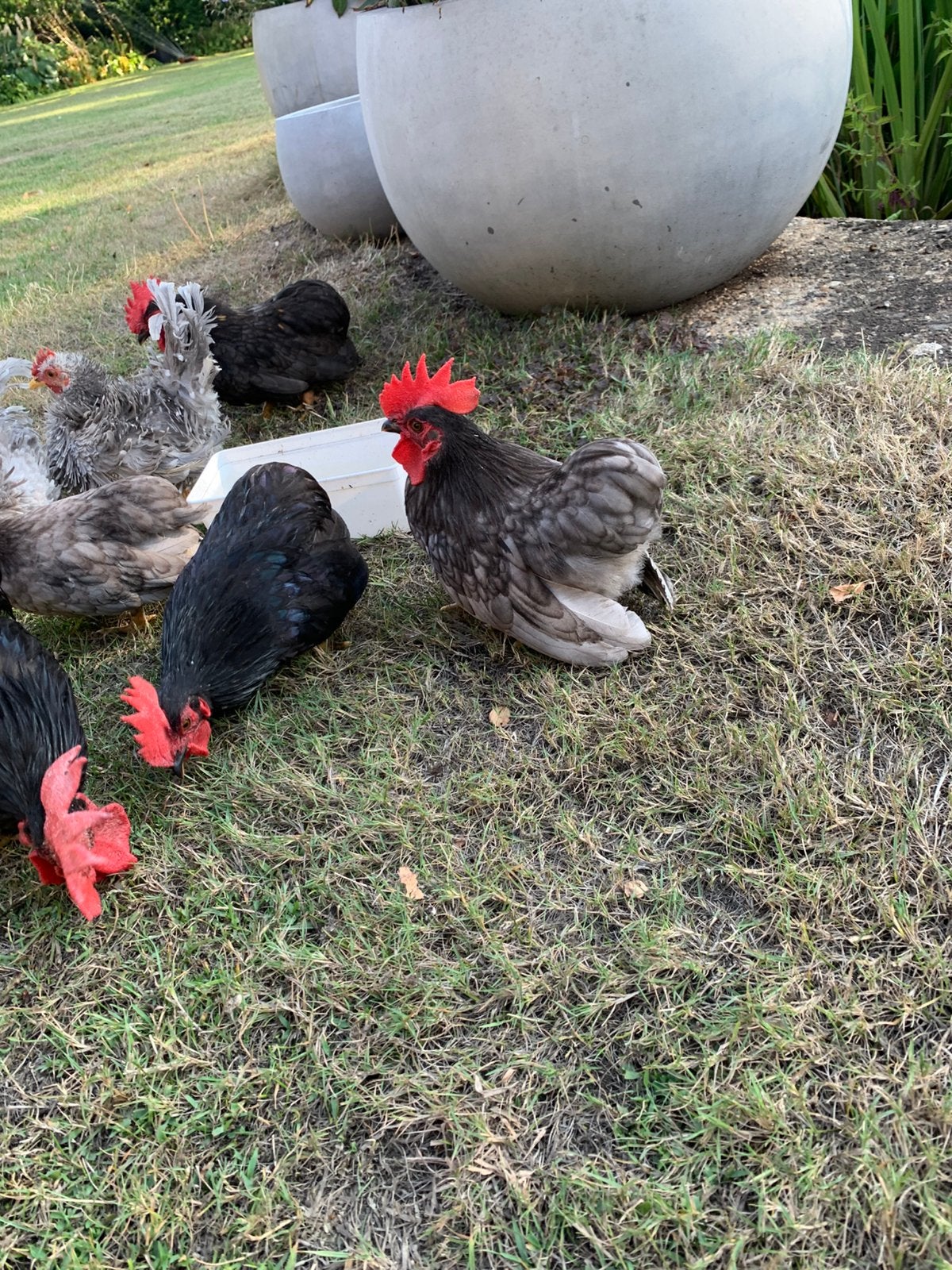 boltail de chabo, coqs et 1 poule, Poule ou poulet