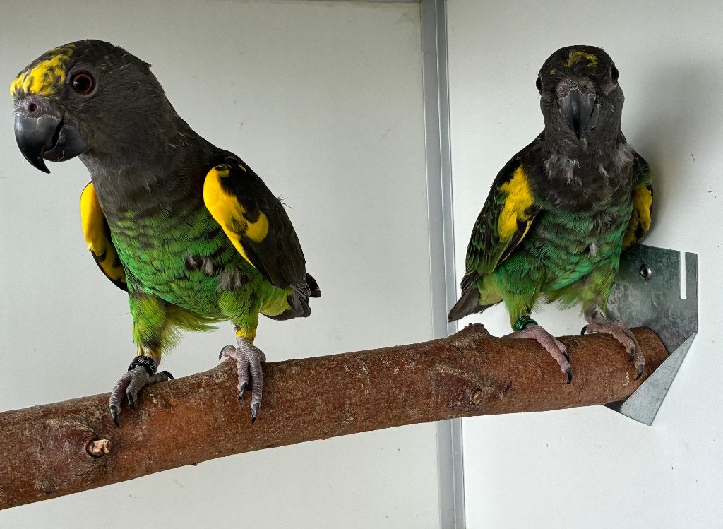 1-1  Poicephalus Meyeri Saturatus 2025-2026, Dieren en Toebehoren, Meerdere dieren, Papegaai, Geringd