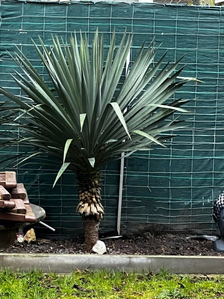 Mooie grote Yucca / palmlelie te koop – mediterrane look, Tuin en Terras, Ophalen