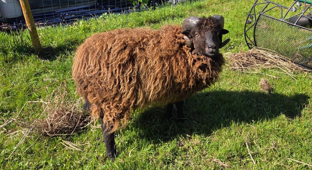 Quessant ram, Dieren en Toebehoren