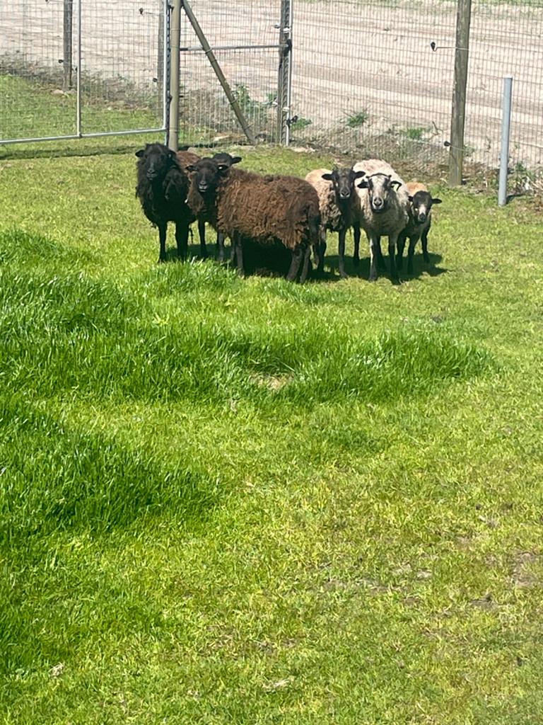 Ouessant schaapjes, Plusieurs animaux, Mouton, 0 à 2 ans