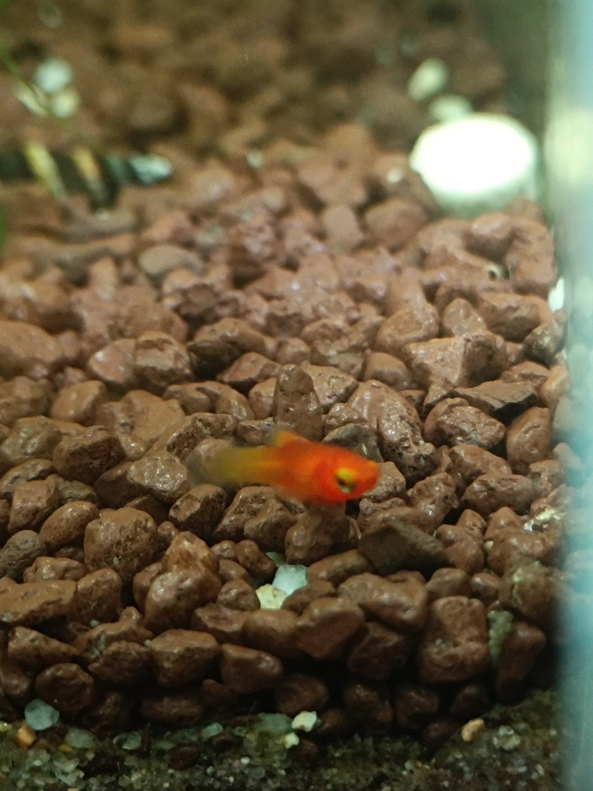 Jonge platys - eigen kweek, Dieren en Toebehoren, Vissen | Aquariumvissen, Vis, Zoetwatervis
