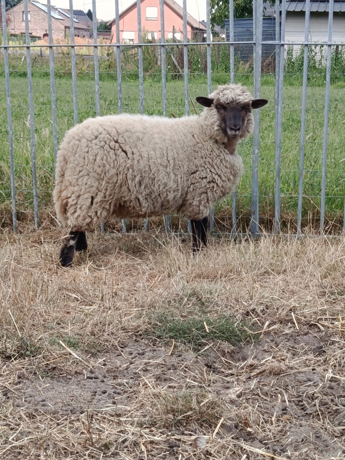 mooi ooilam, Dieren en Toebehoren, Schapen, Geiten en Varkens